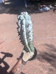 💎 Stenocereus Beneckei — XL 21” Fully Rooted