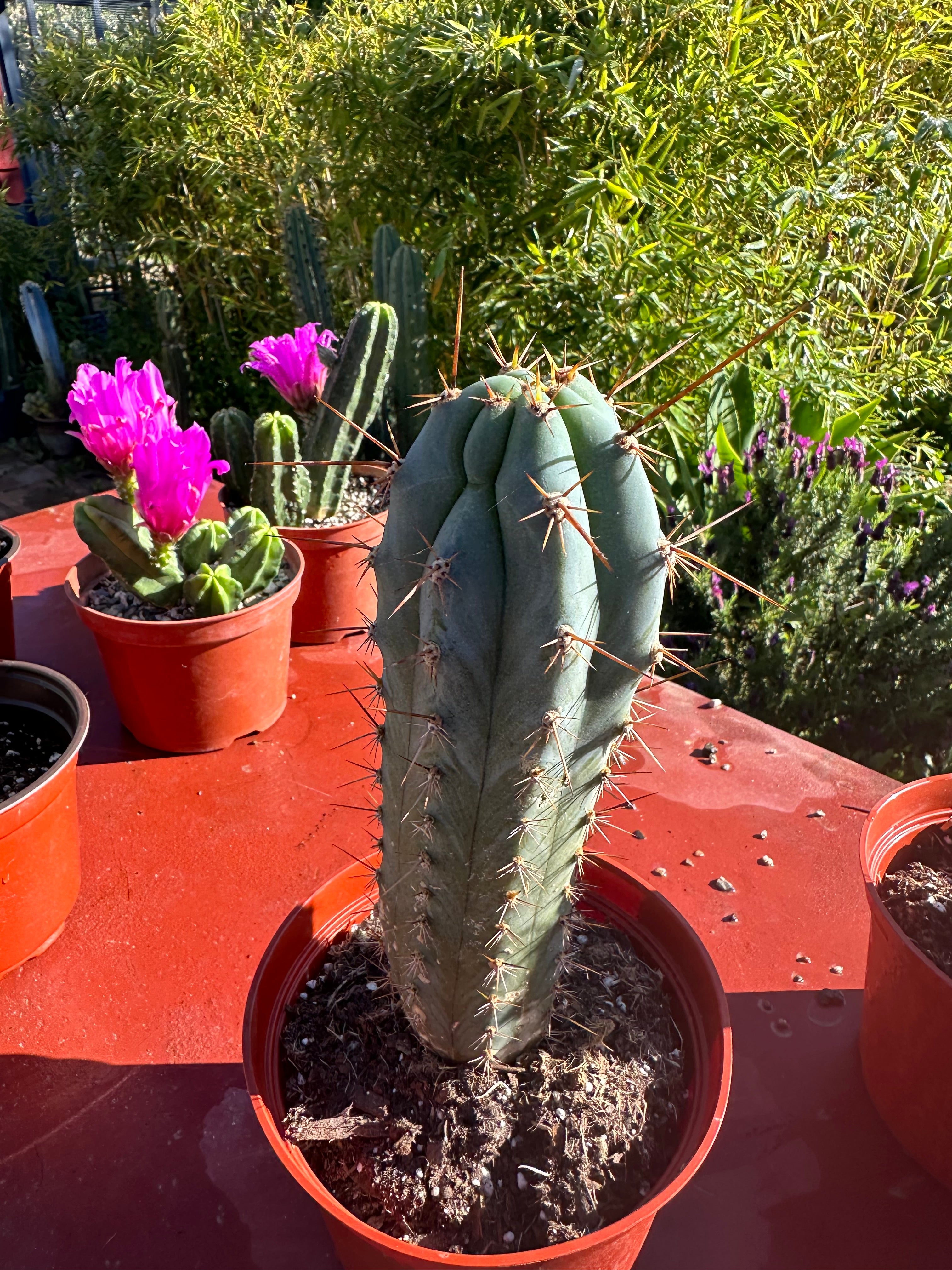 👑💙 Icaros Peruvianus  — Rooted 8” (2)