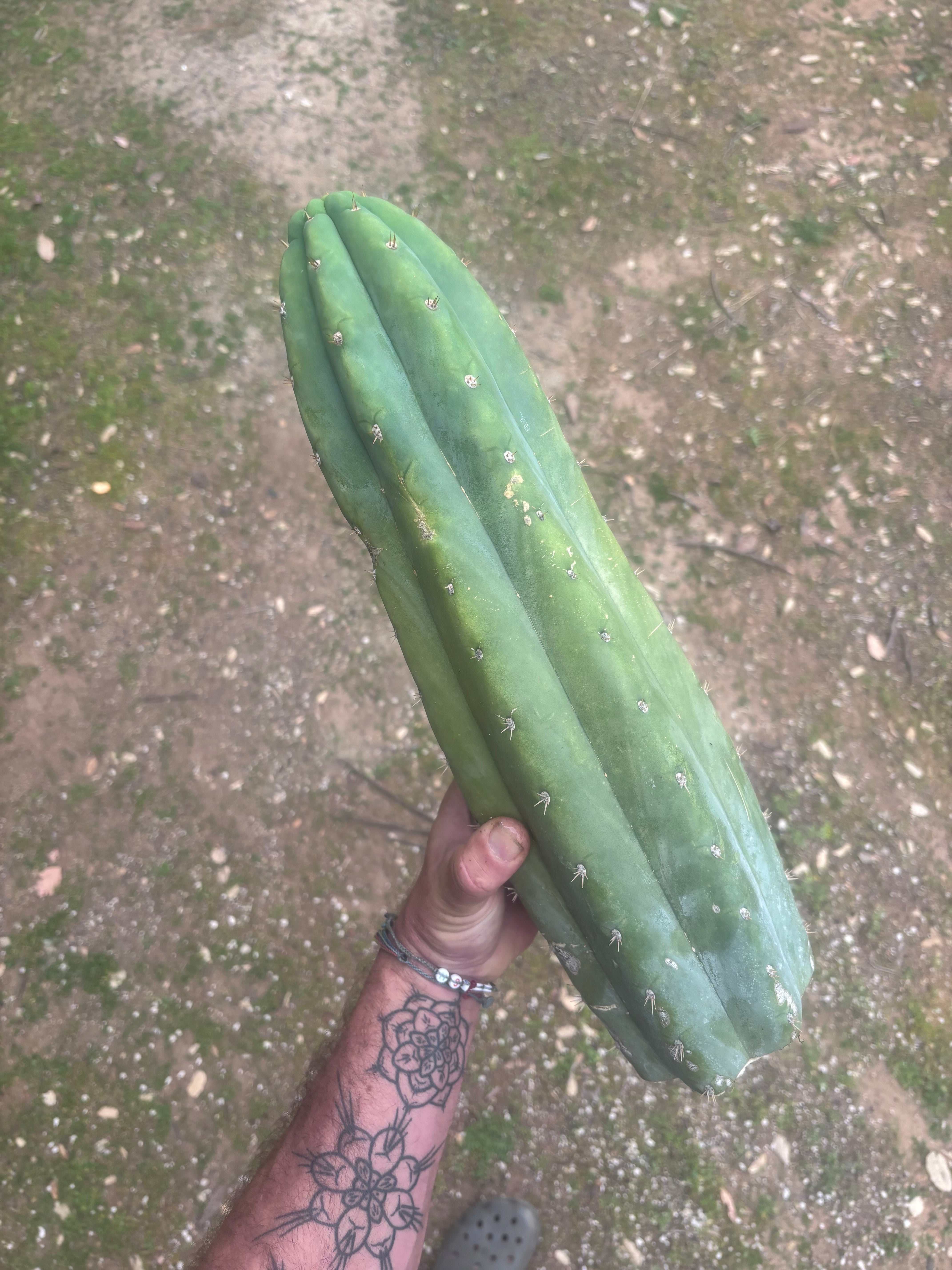 💎🌶️ JJOP — Massive 16” Magnum Tip