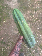 💎🌶️ JJOP — Massive 16” Magnum Tip