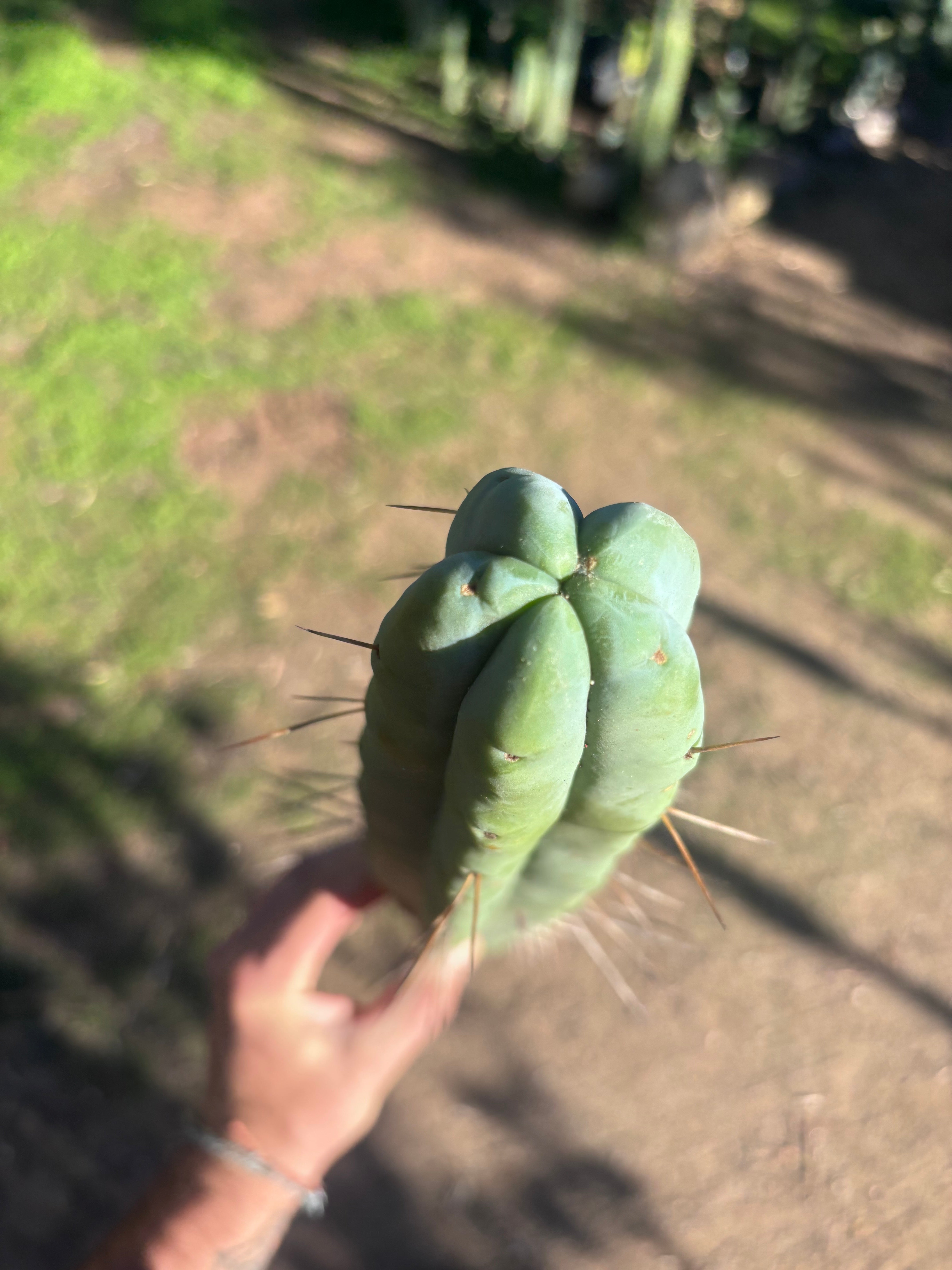 👑🌶️ Hammer2 — XL 17” Tip