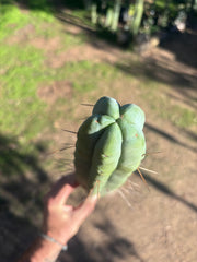 👑🌶️ Hammer2 — XL 17” Tip