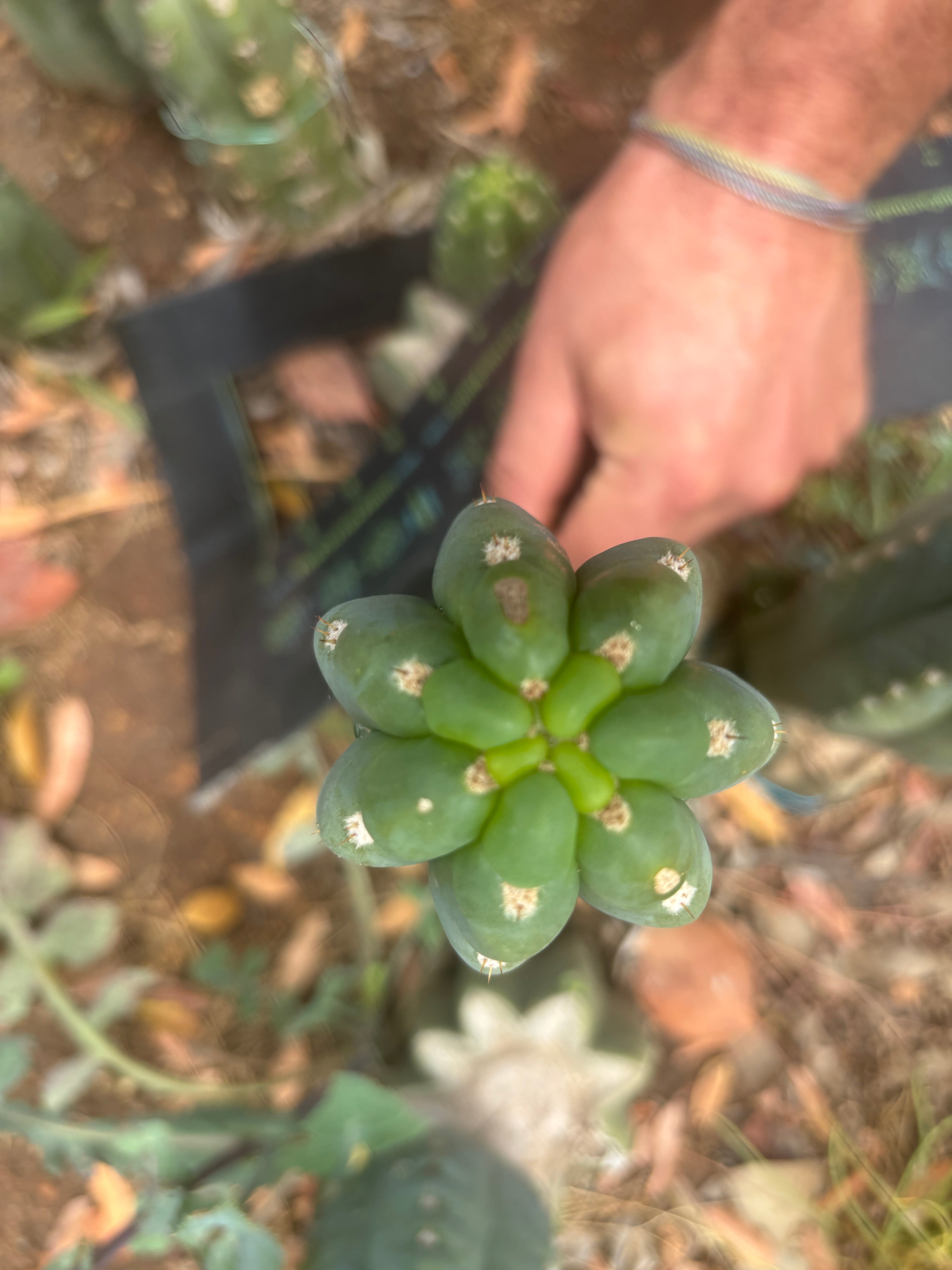 👑🌶️  Ichoca — 8” Tip
