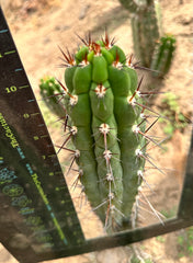 Chalaensis — 11” Tip