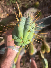 👑🌶️ MJC01  — 8” Pup