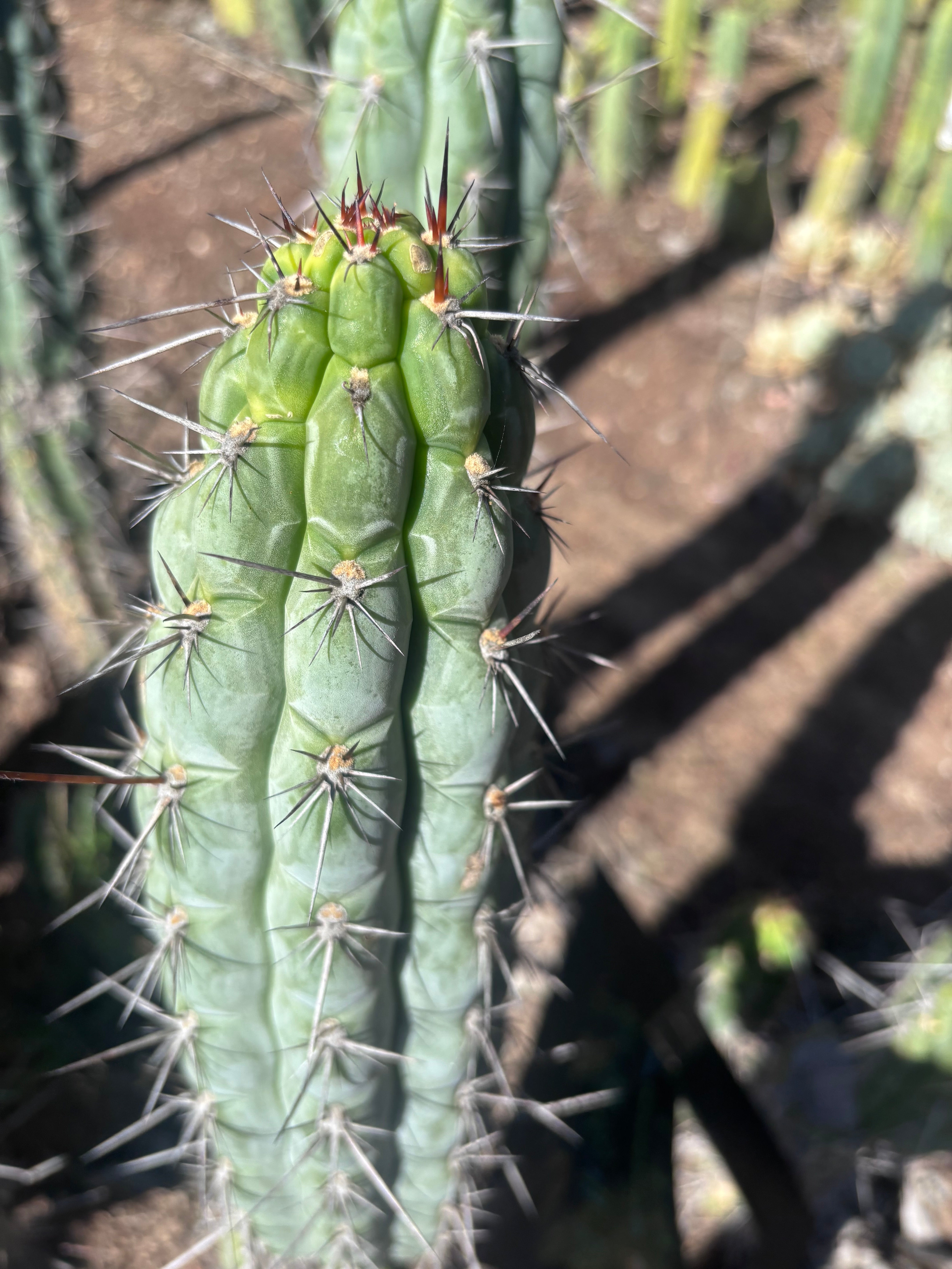 👑 Chala — 12” Tips