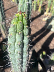 👑 Chala — 12” Tips