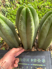 👑🌶️ Scop A — Fully Rooted 13”