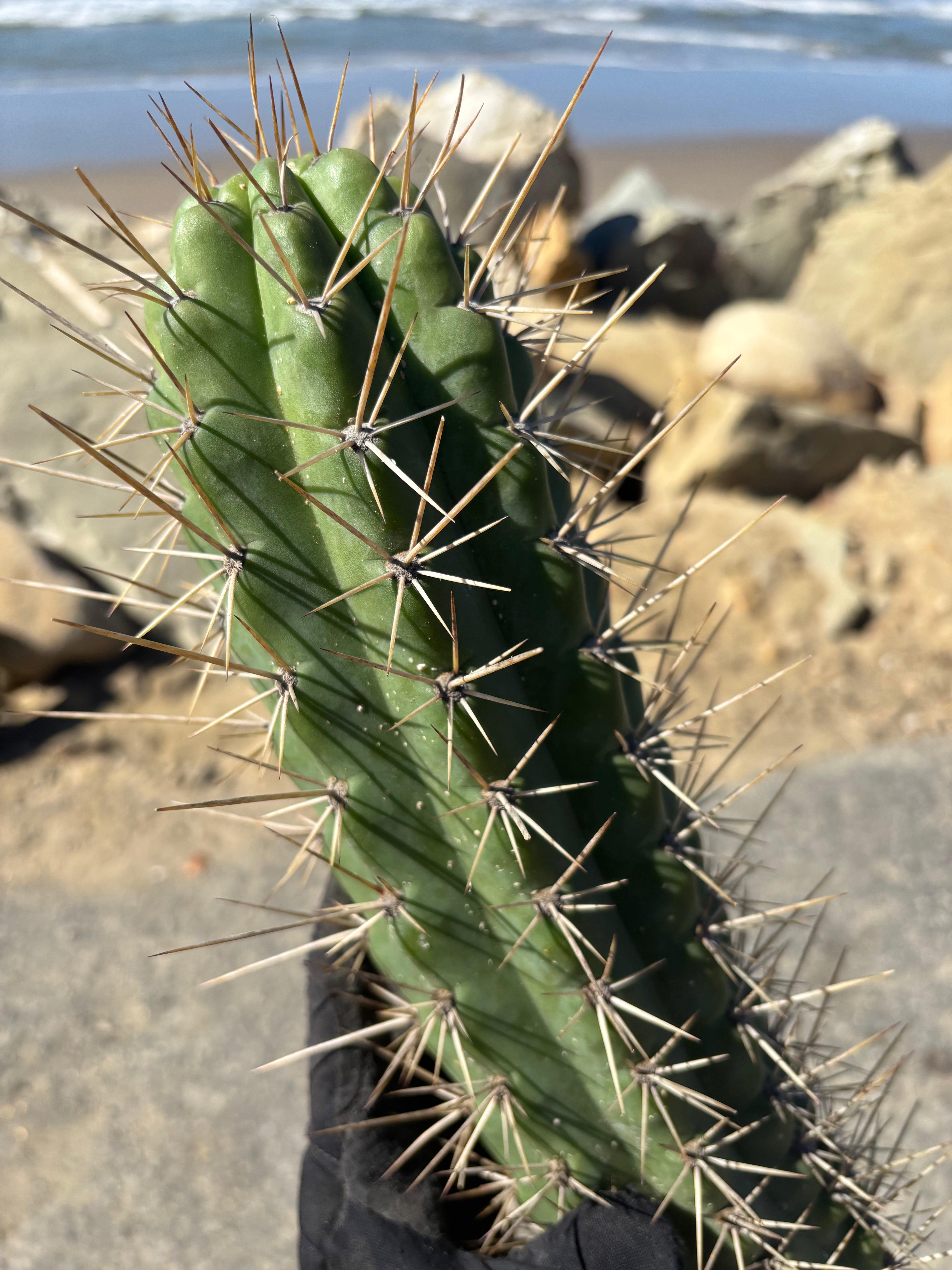 🌶️ SS02 x Kimura’s Spiny Giant   — XL 14” Pup