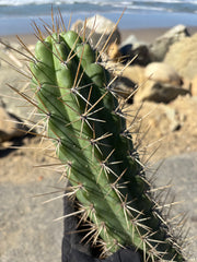 🌶️ SS02 x Kimura’s Spiny Giant   — XL 14” Pup