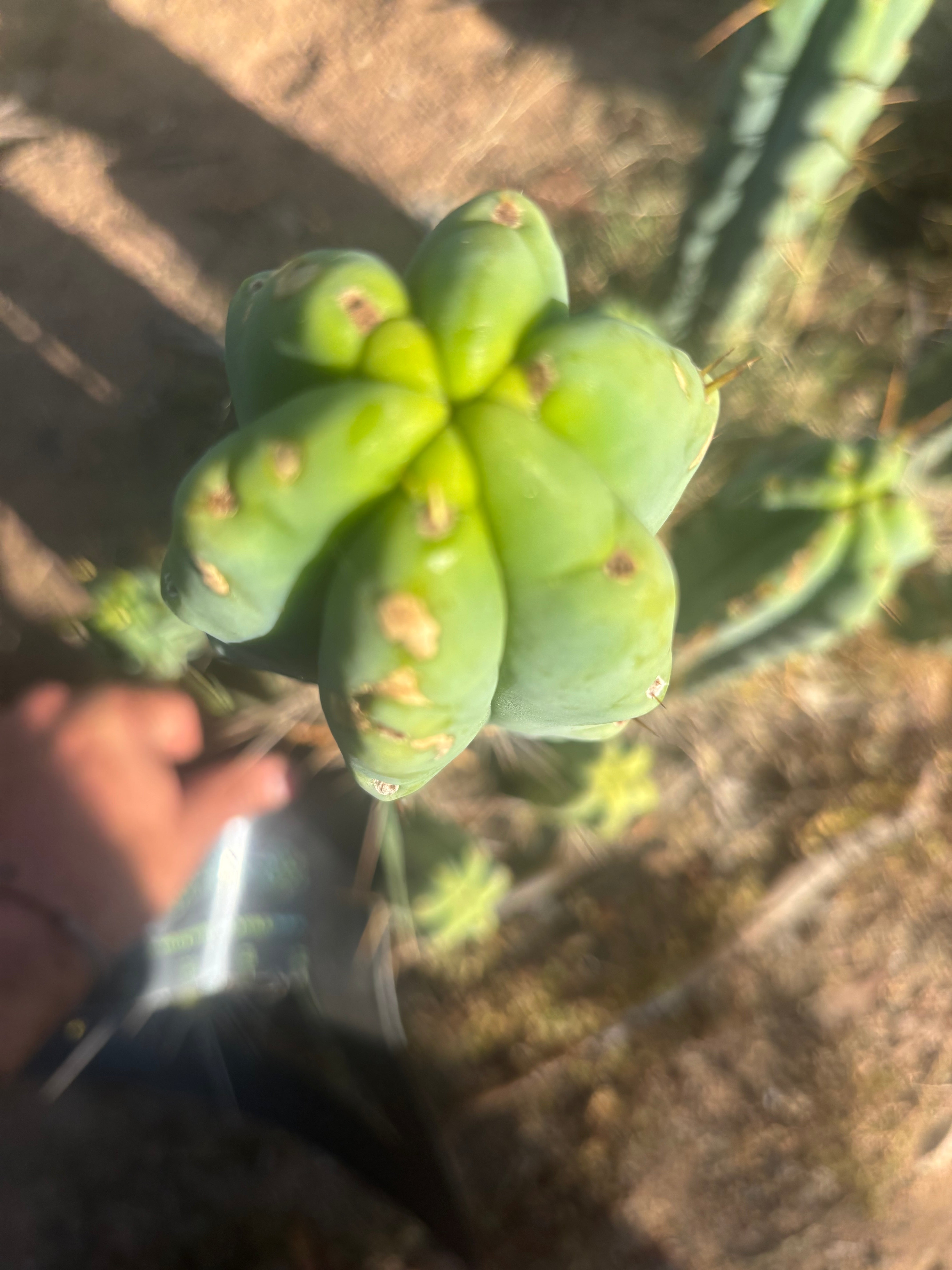 👑🌶️ Medicine Man — 14” Tip