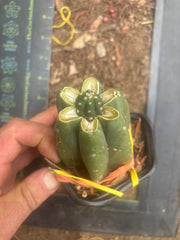 💎👑💎 King Stacker — Pup Graft on Rooted Pierre