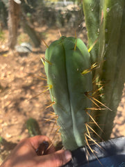 👑🌶️ MJC01  — 8.5” Pup