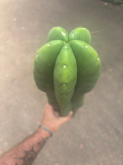 💎👑🌶️  Zulk —  Massive XXXL 32” Column