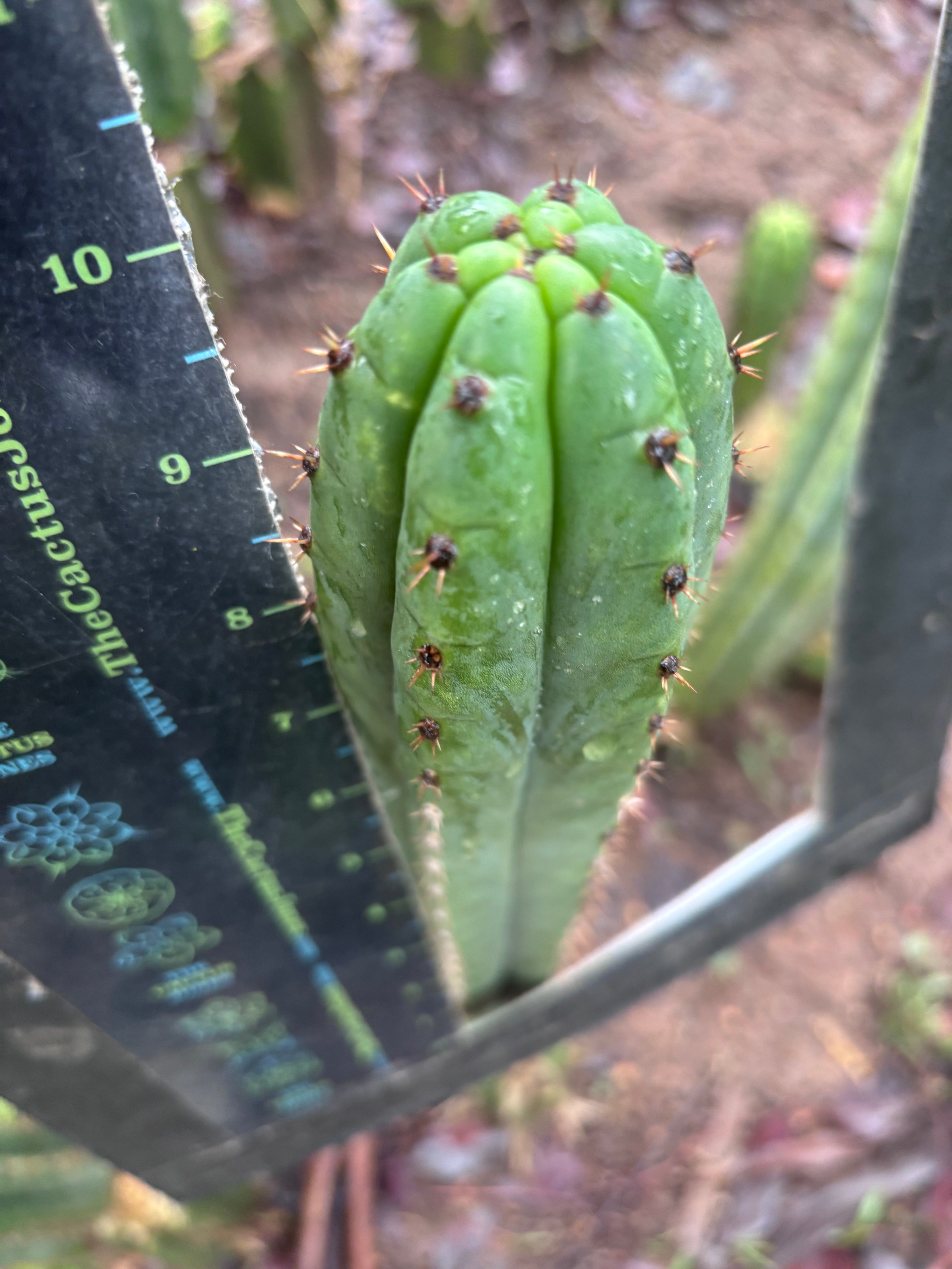 👑🌶️ Torres & Torres — 10” Tips (Restocked)