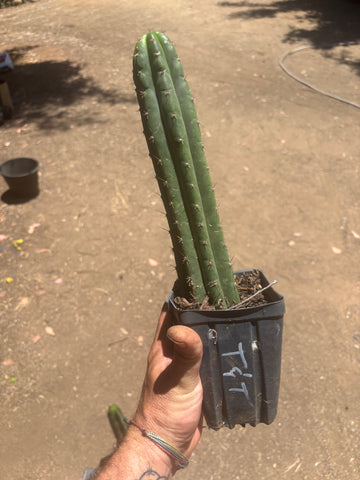 👑🌶️ Torres & Torres — Rooted 11” Tips