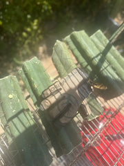 👑🌶️🌶️ Eileen — Max Thickness 14” Mid Cuts