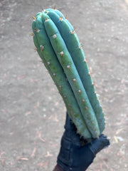 👑🌶️ Ventucky Blue — 16” Tip