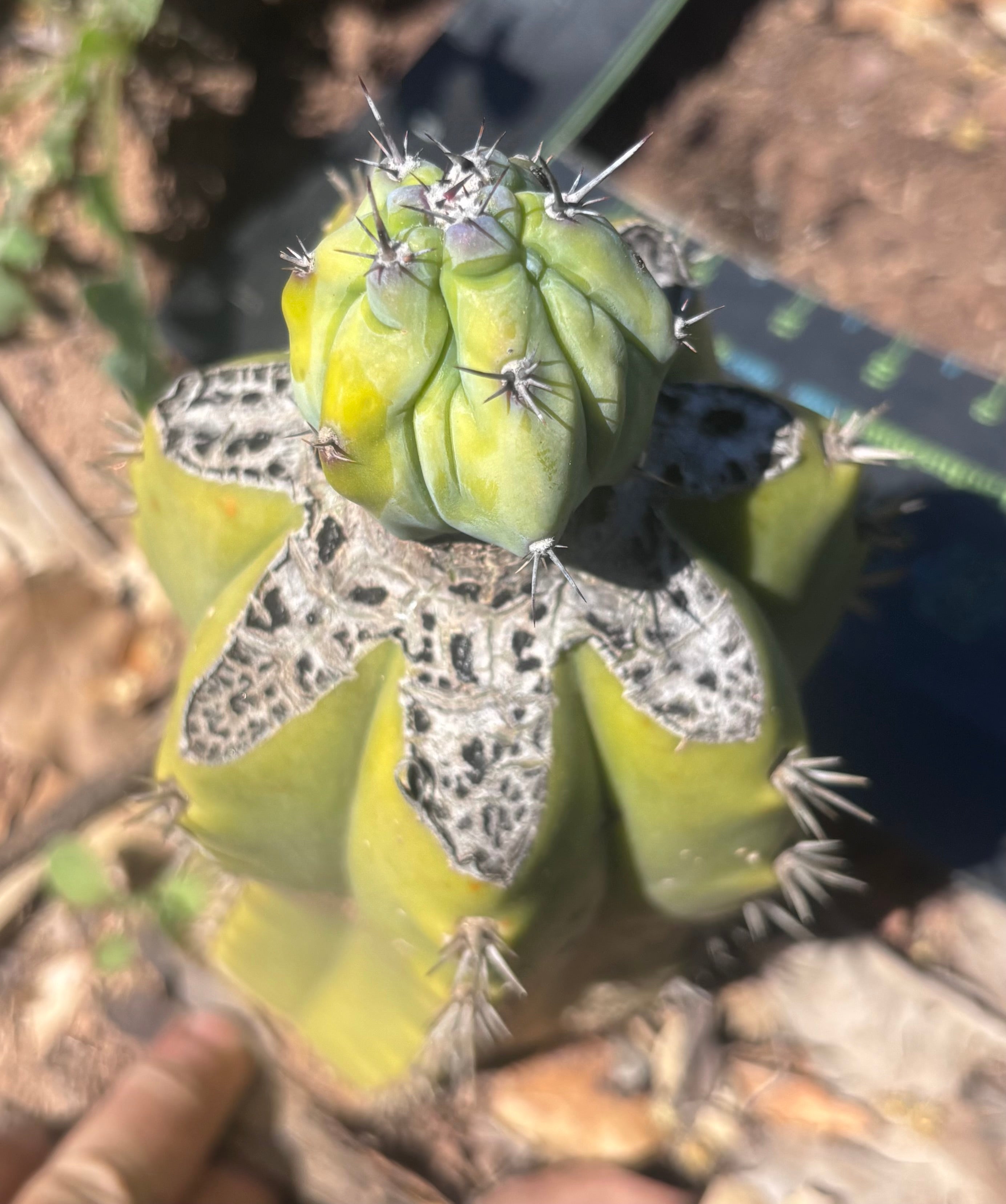 👑💎 Grecas Tip Graft — Fully Rooted