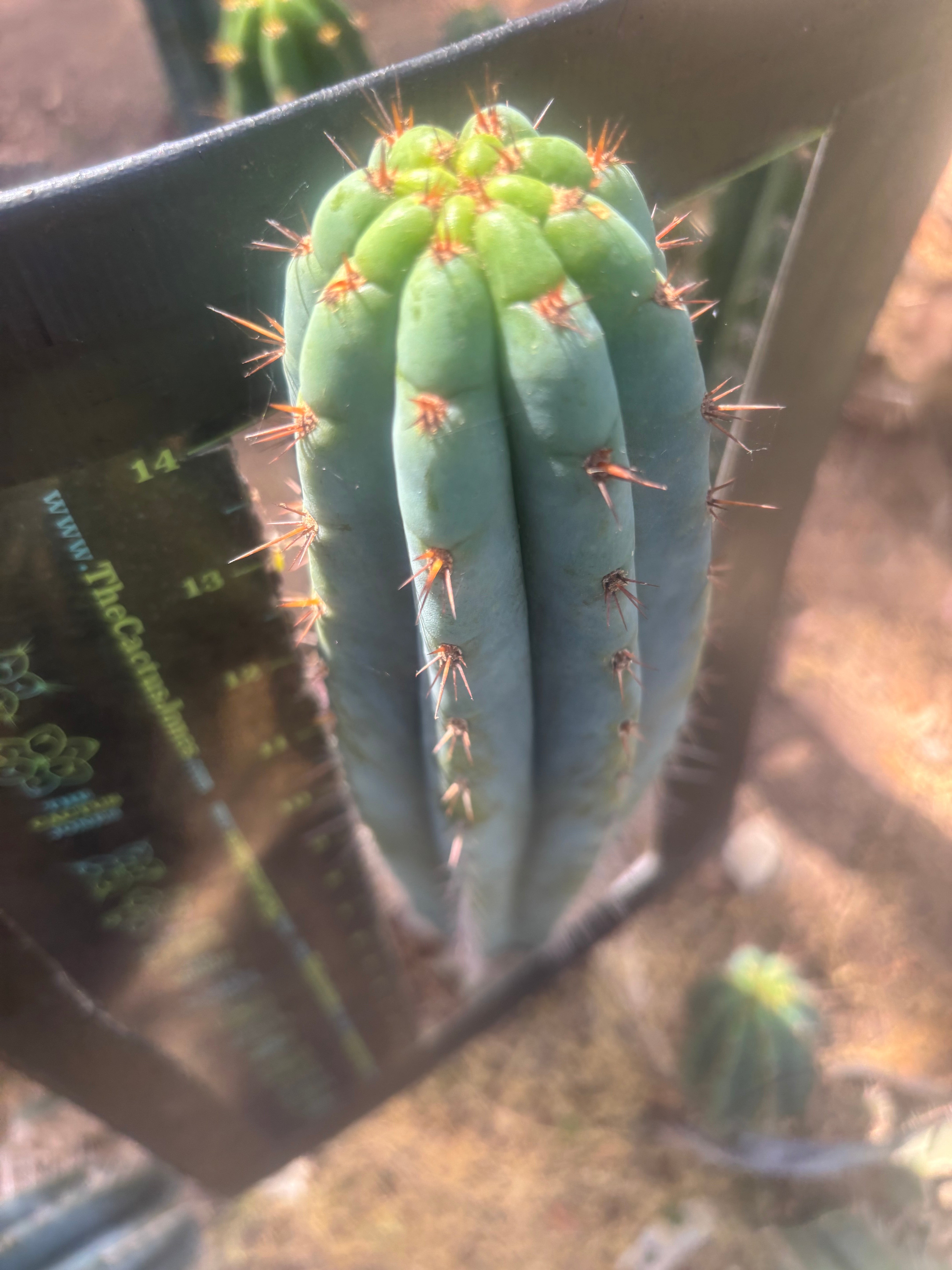 💎👑 Ferret — XL 16” Tip