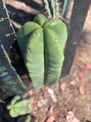 👑🌶️ Zulk — XL FAT 12” Pup