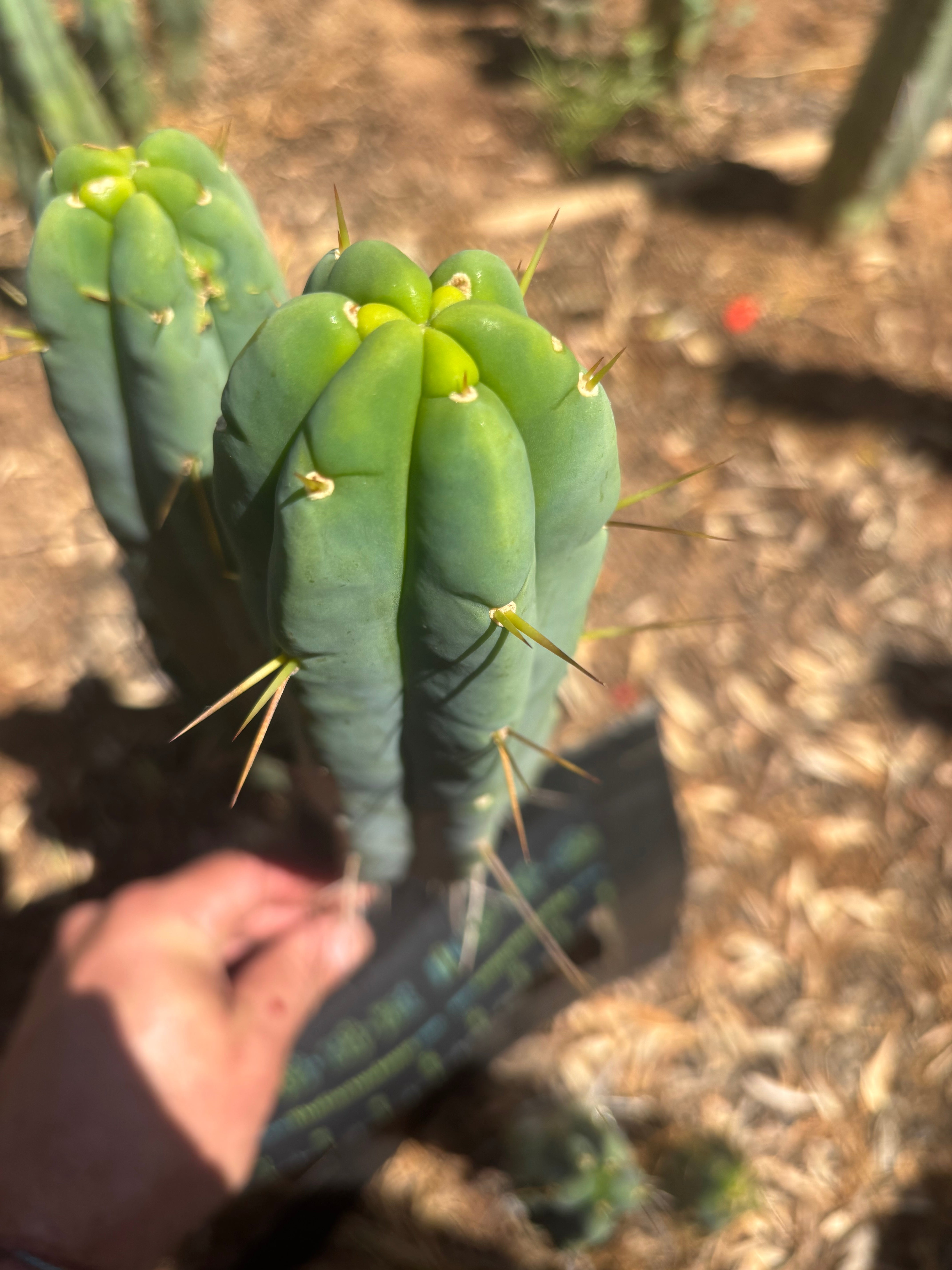 👑🌶️ Species C — 11” Pup
