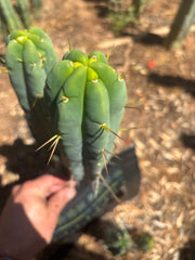 👑🌶️ Species C — 11” Pup