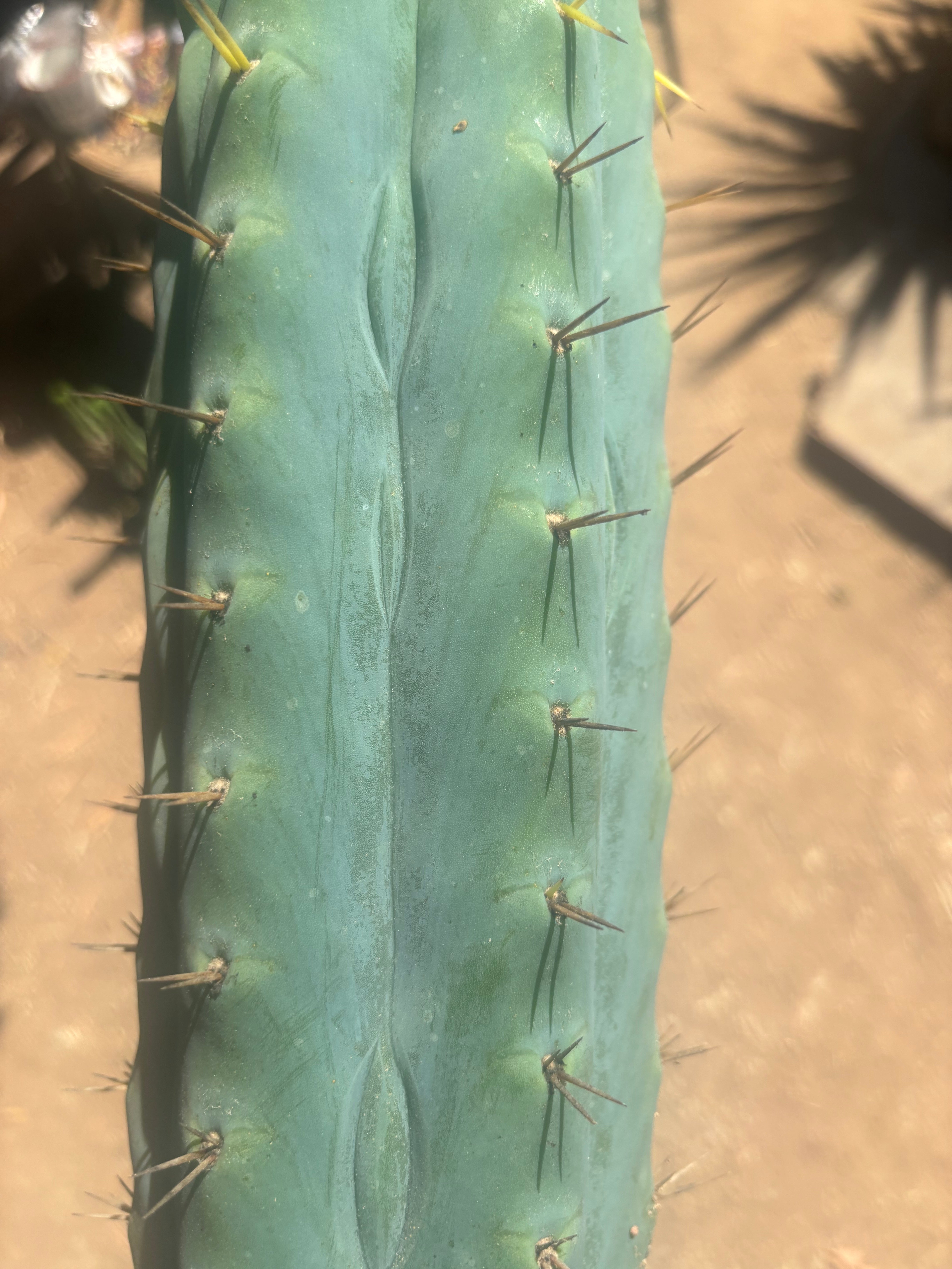 💎👑🌶️  Ashdod — XL 17” Magnum Tip