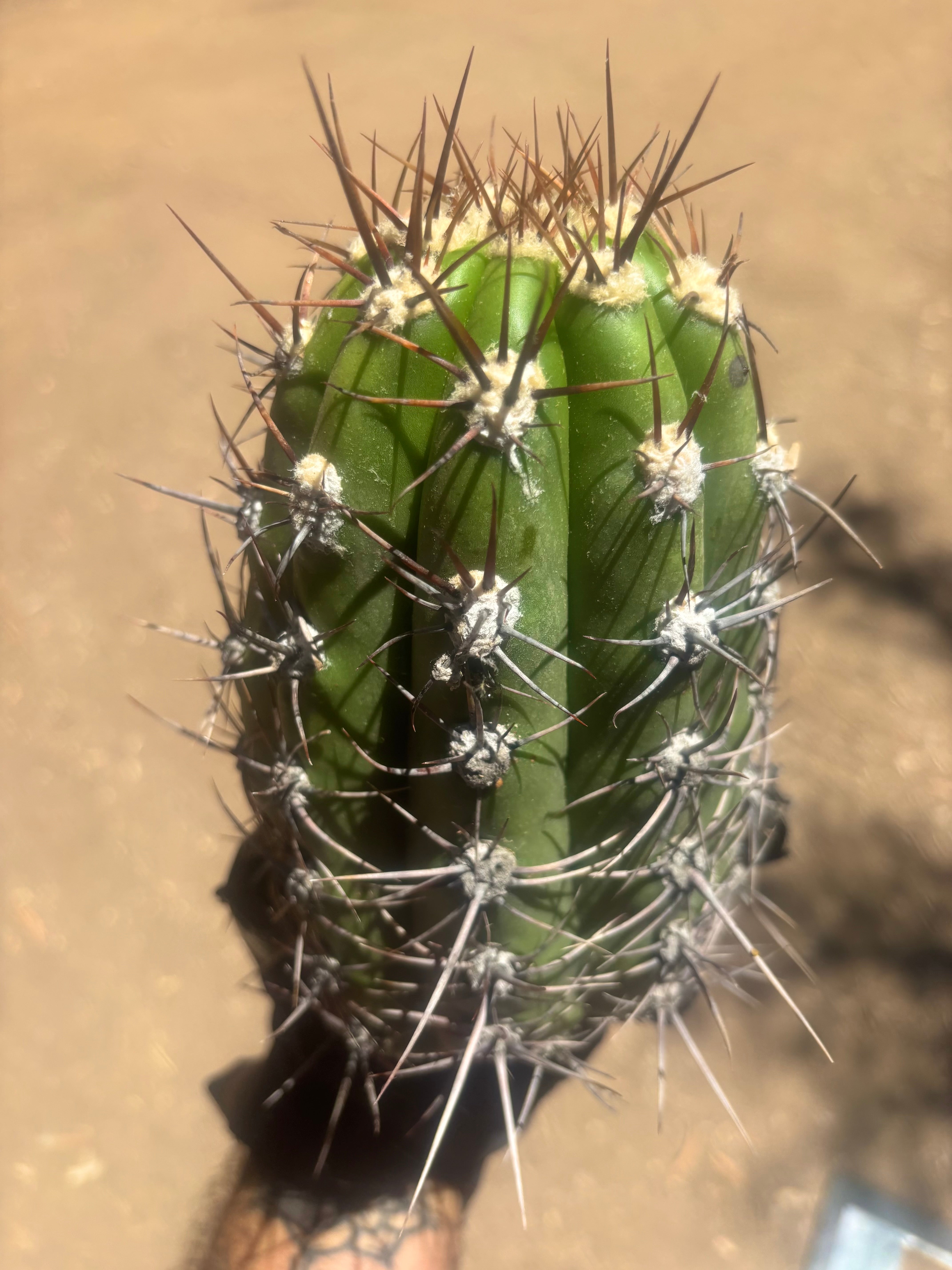💎⚔️ Taquimbalensis — Chonky 8” Pup