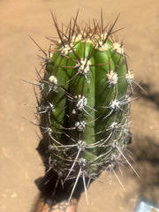 💎⚔️ Taquimbalensis — Chonky 8” Pup