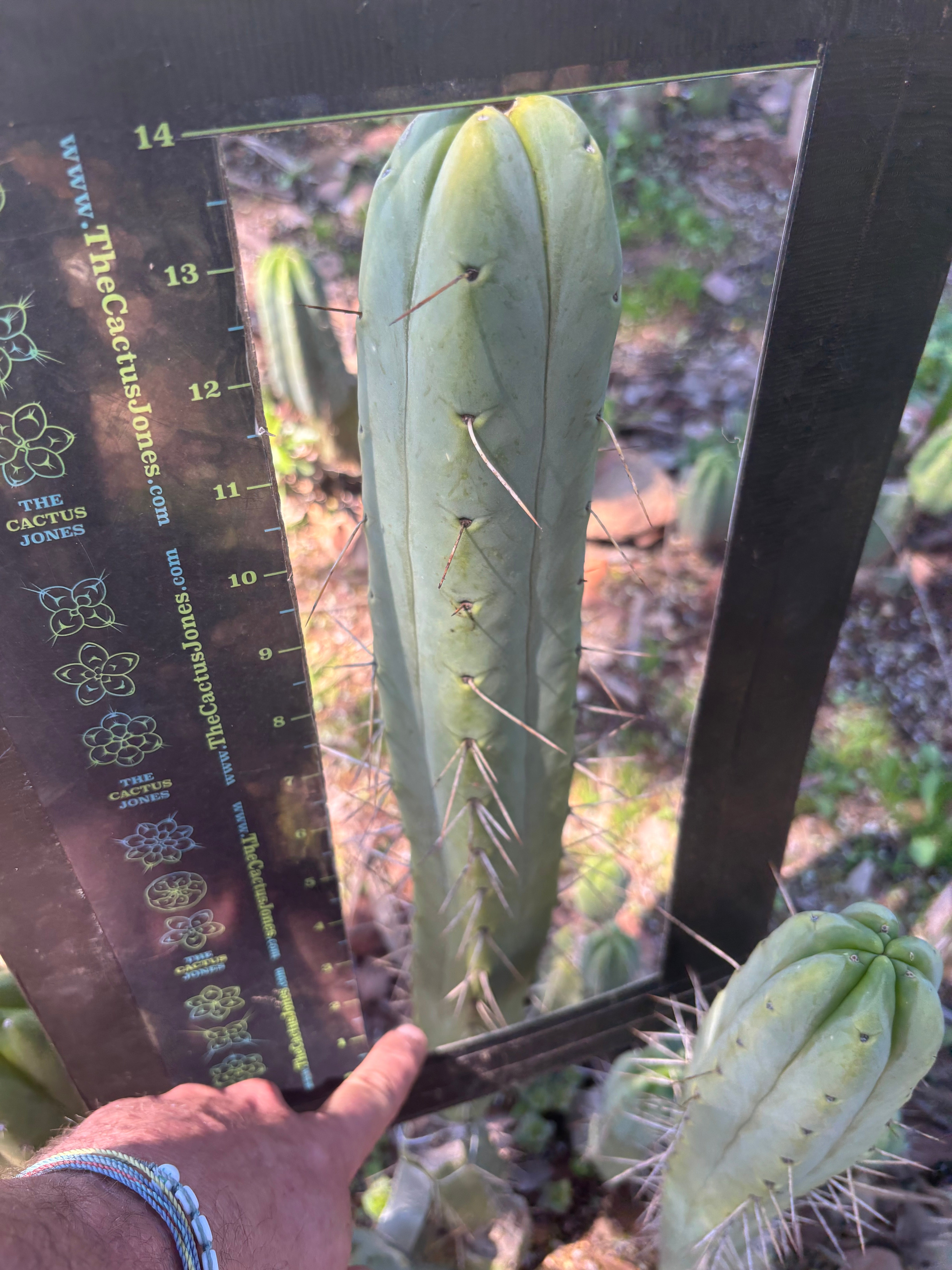 👑🌶️ BBB — XL 14” Tip