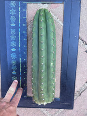 👑 LER  — 10” Pup