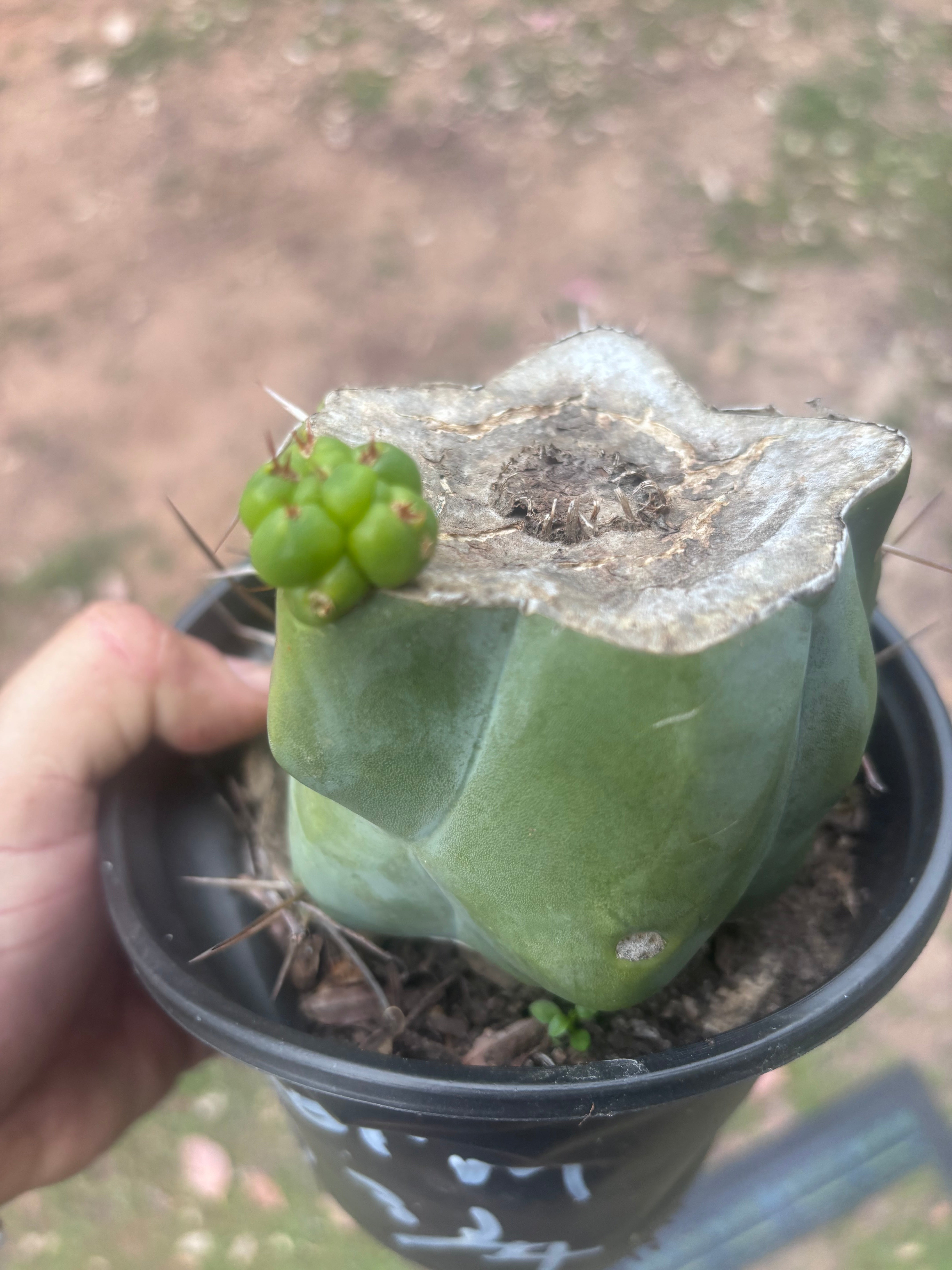 💎💎👑🌶️ Platform 9 3/4  — Rooted and Pupping Mid Chonk