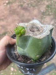 💎💎👑🌶️ Platform 9 3/4  — Rooted and Pupping Mid Chonk