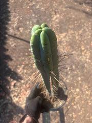 👑🌶️ Freya — XL 17” Fully Rooted