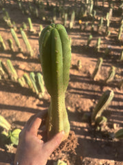 👑🌶️ Juul’s Giant — Rooted 13”