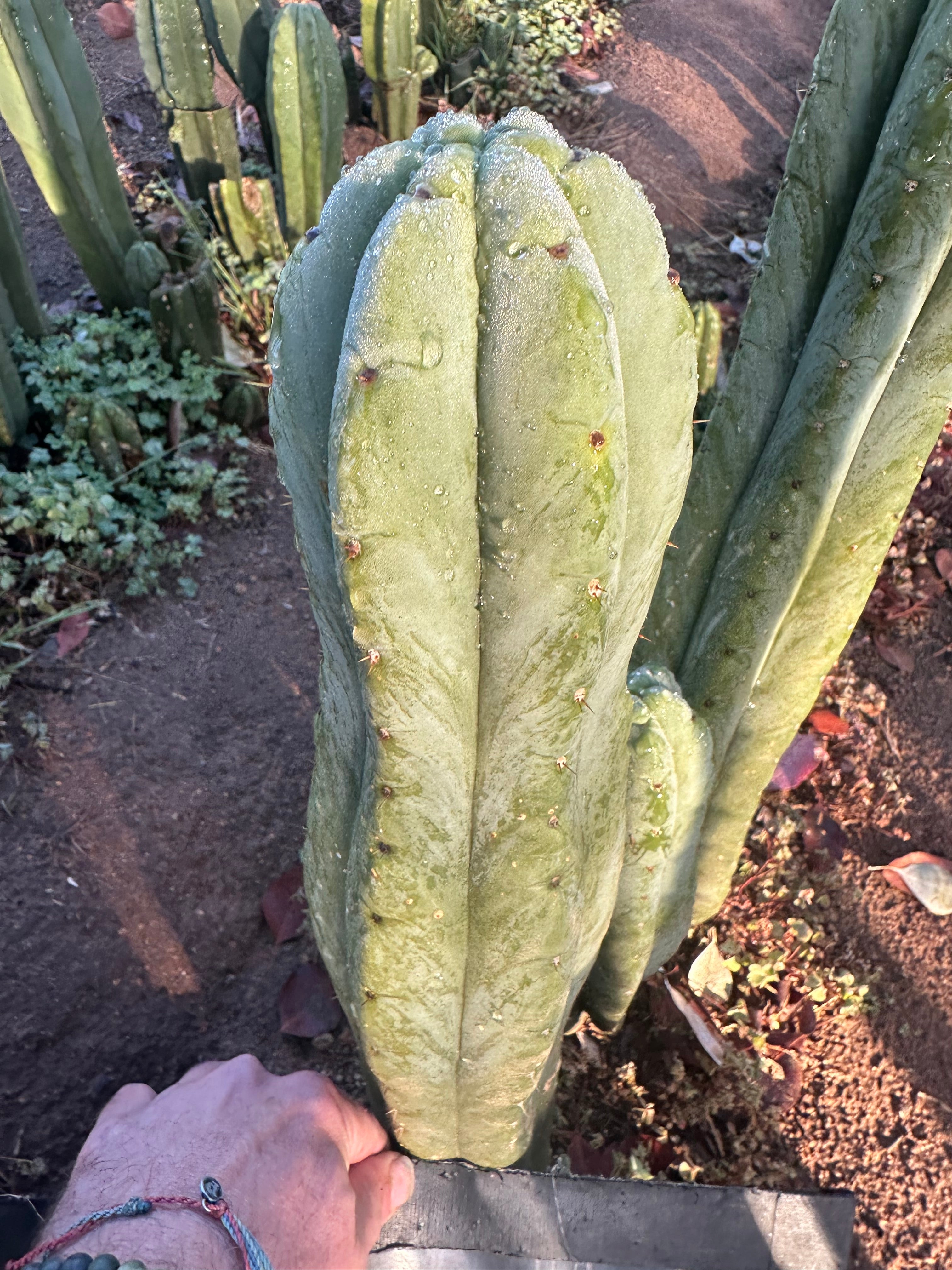 💎👑🌶️ Jonesy07 — XL 14” Tip