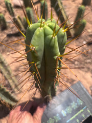 👑🌶️🌶️ Dulzura — 10” Tips (Sale!)