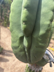💎👑💎🌶️ Ferah — Massive 10” Melon!