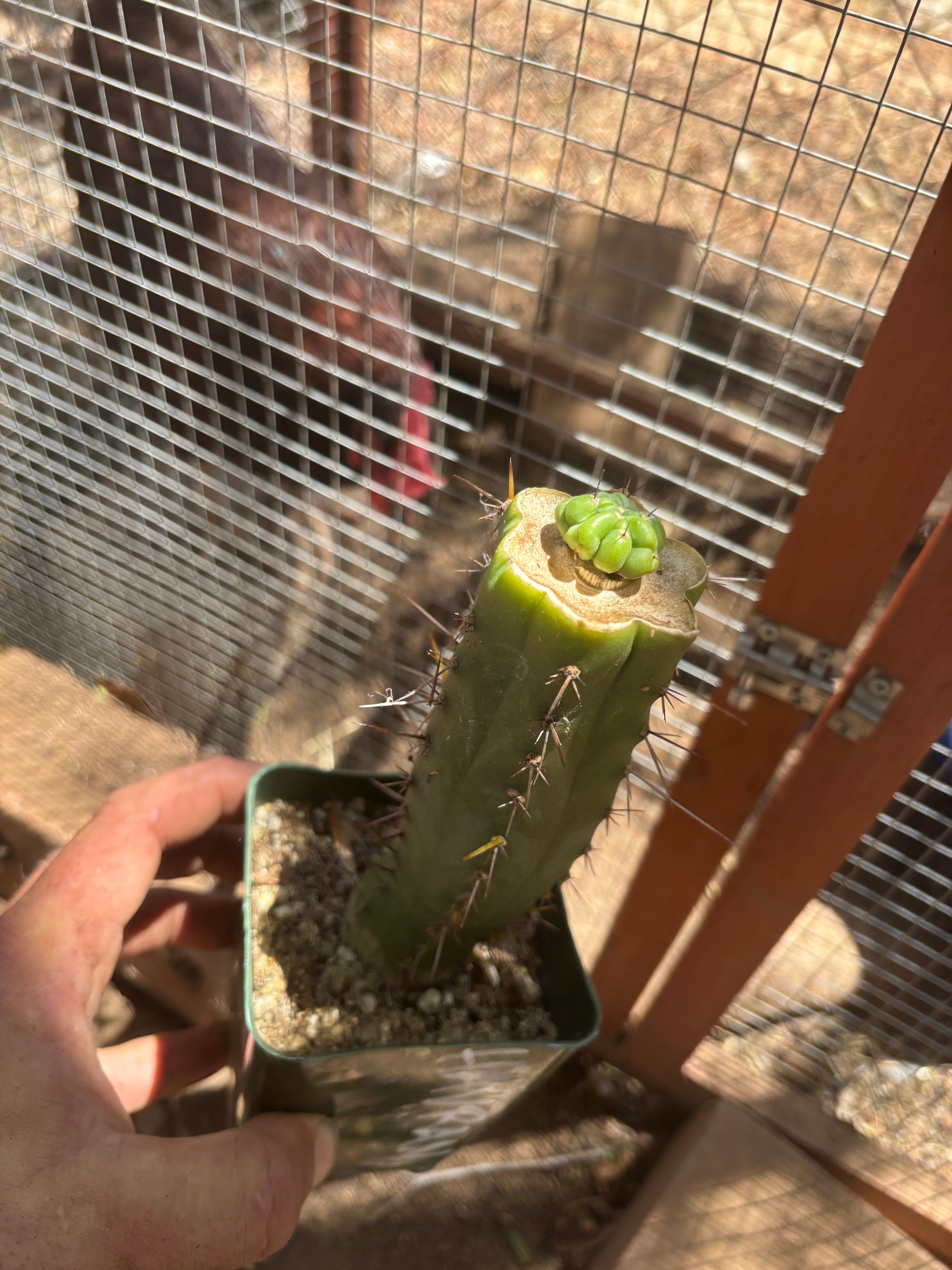 💎👑💎 Havran — Pup Graft on Rooted Hammer (2 Available)