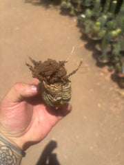 💎🔰💎 Crested Variegated Pachanoi — Perfect Color Split Crest w/ Roots