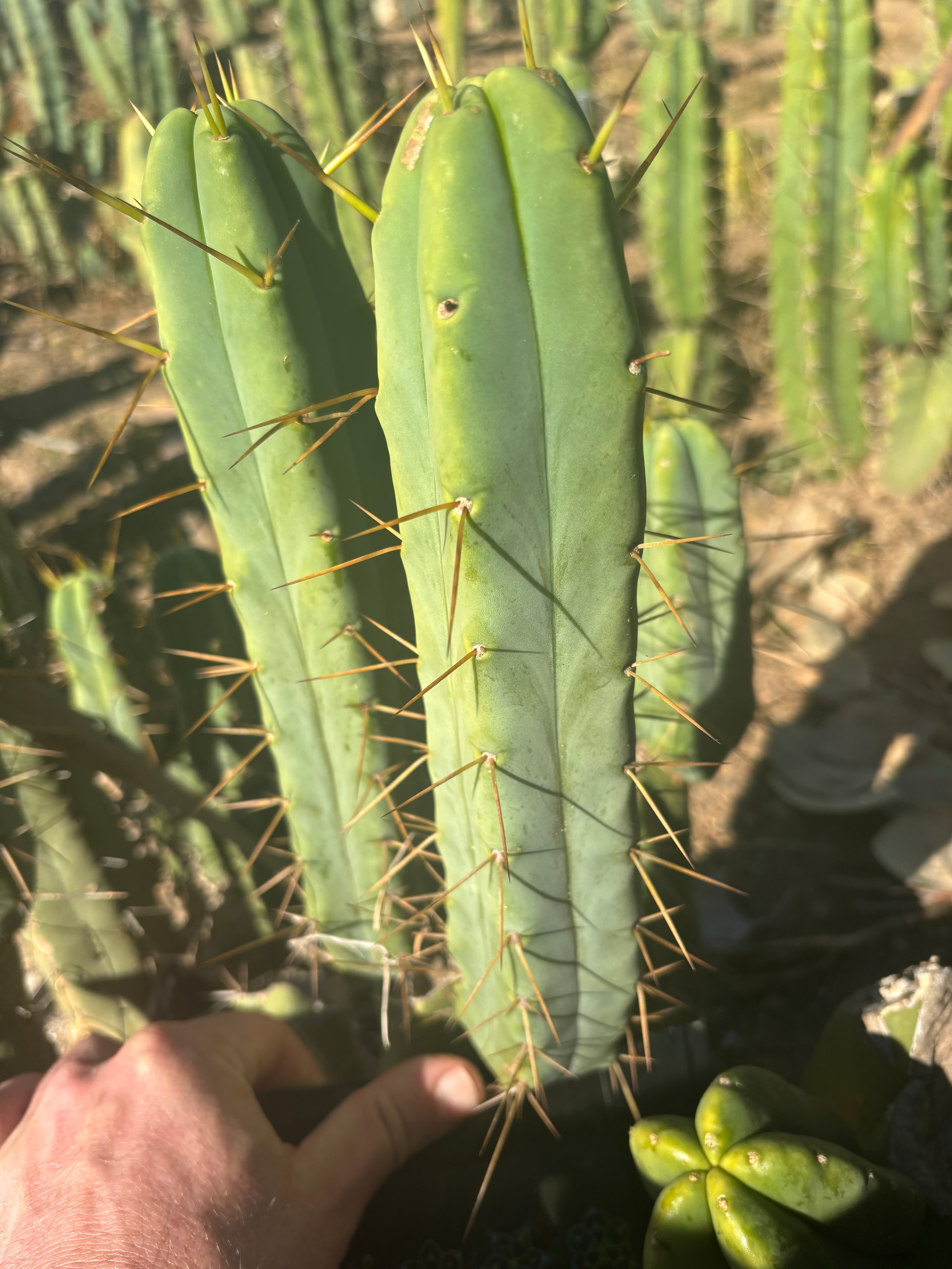 👑🌶️🌶️ Jiimz Twin Spine  — 11” Pup
