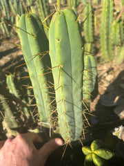 👑🌶️🌶️ Jiimz Twin Spine  — 11” Pup