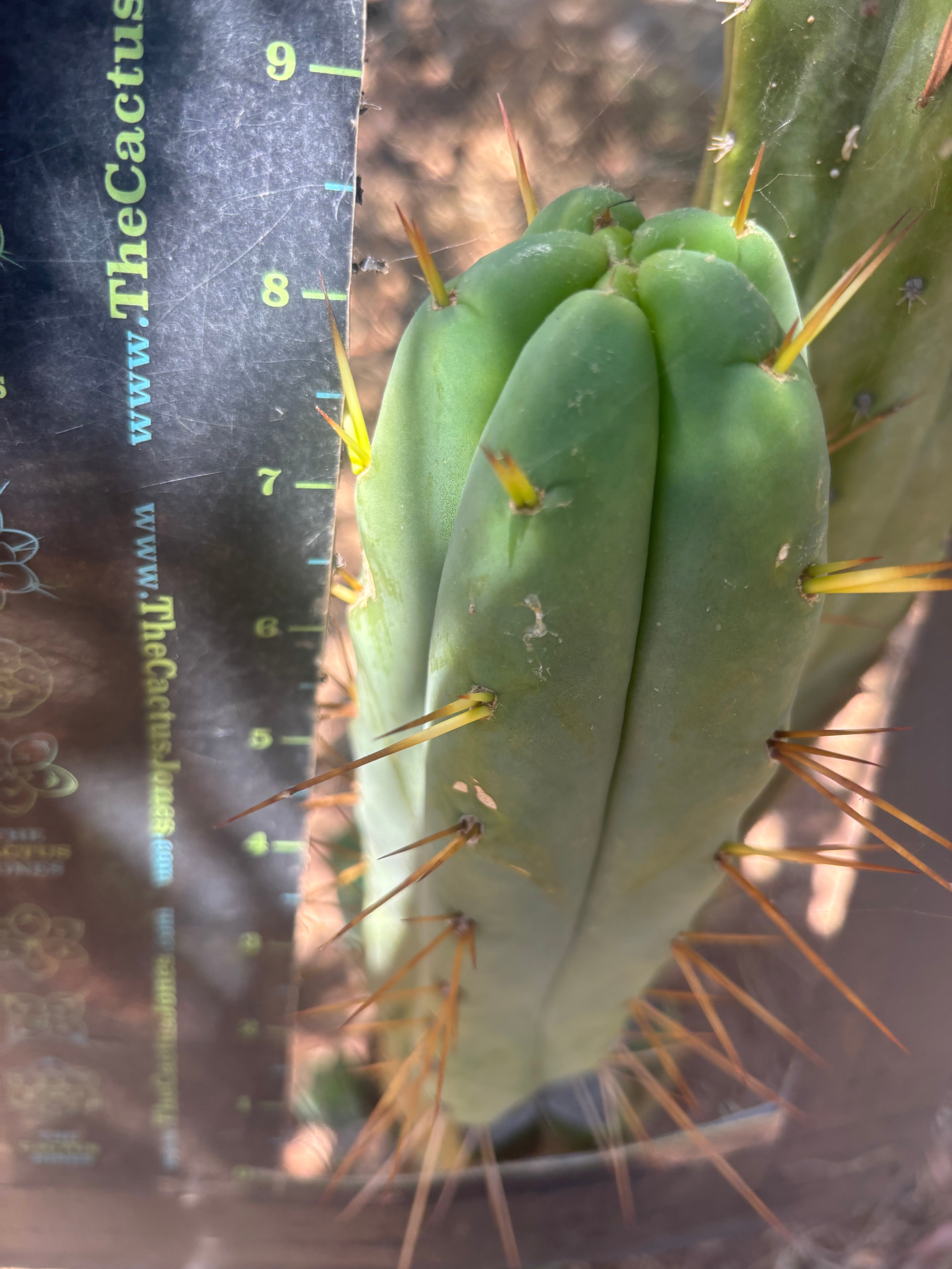 👑🌶️ MJC01  — 8.5” Pup