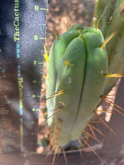 👑🌶️ MJC01  — 8.5” Pup