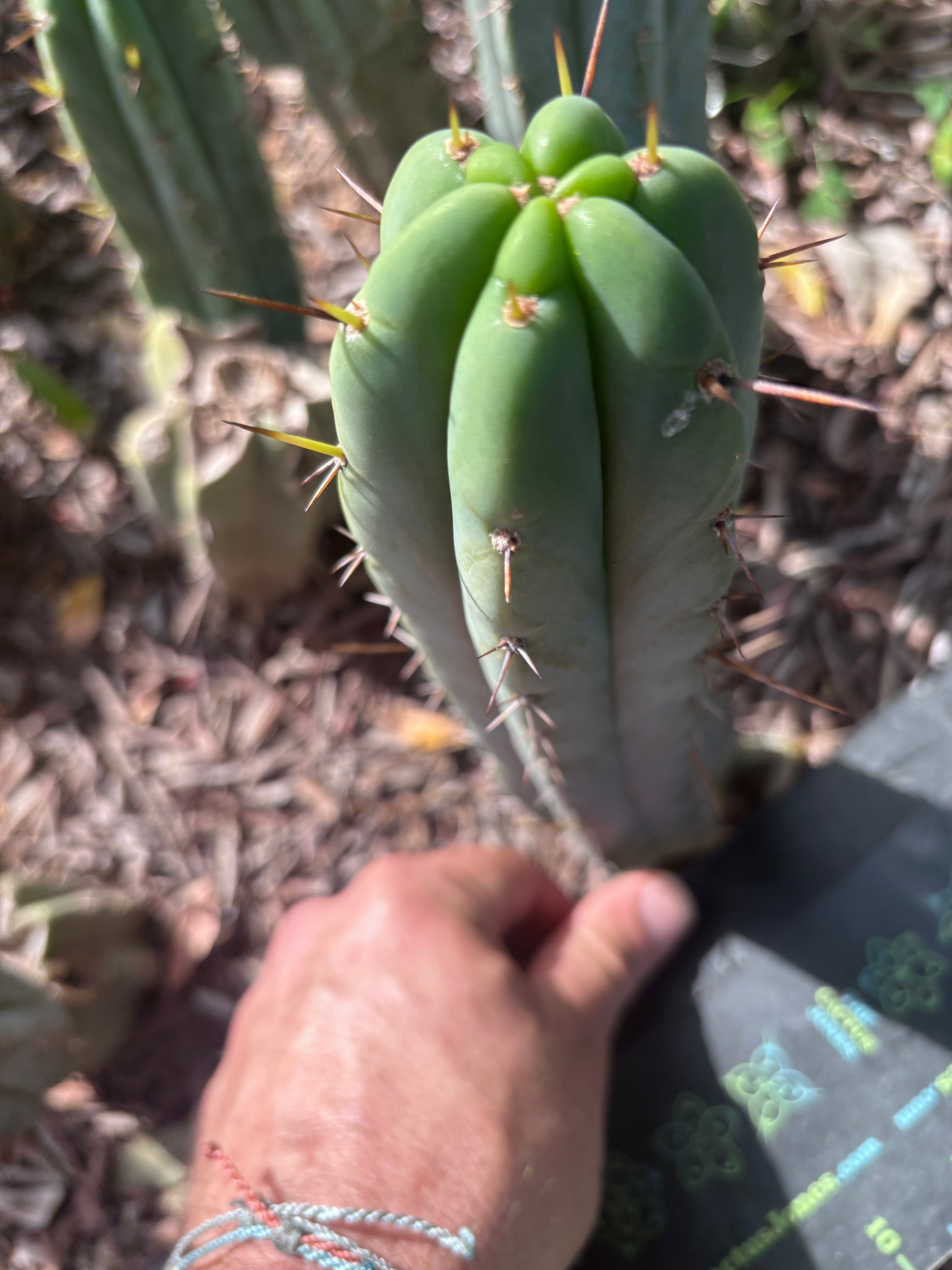 👑🌶️🌶️ Pala — 8” Tip