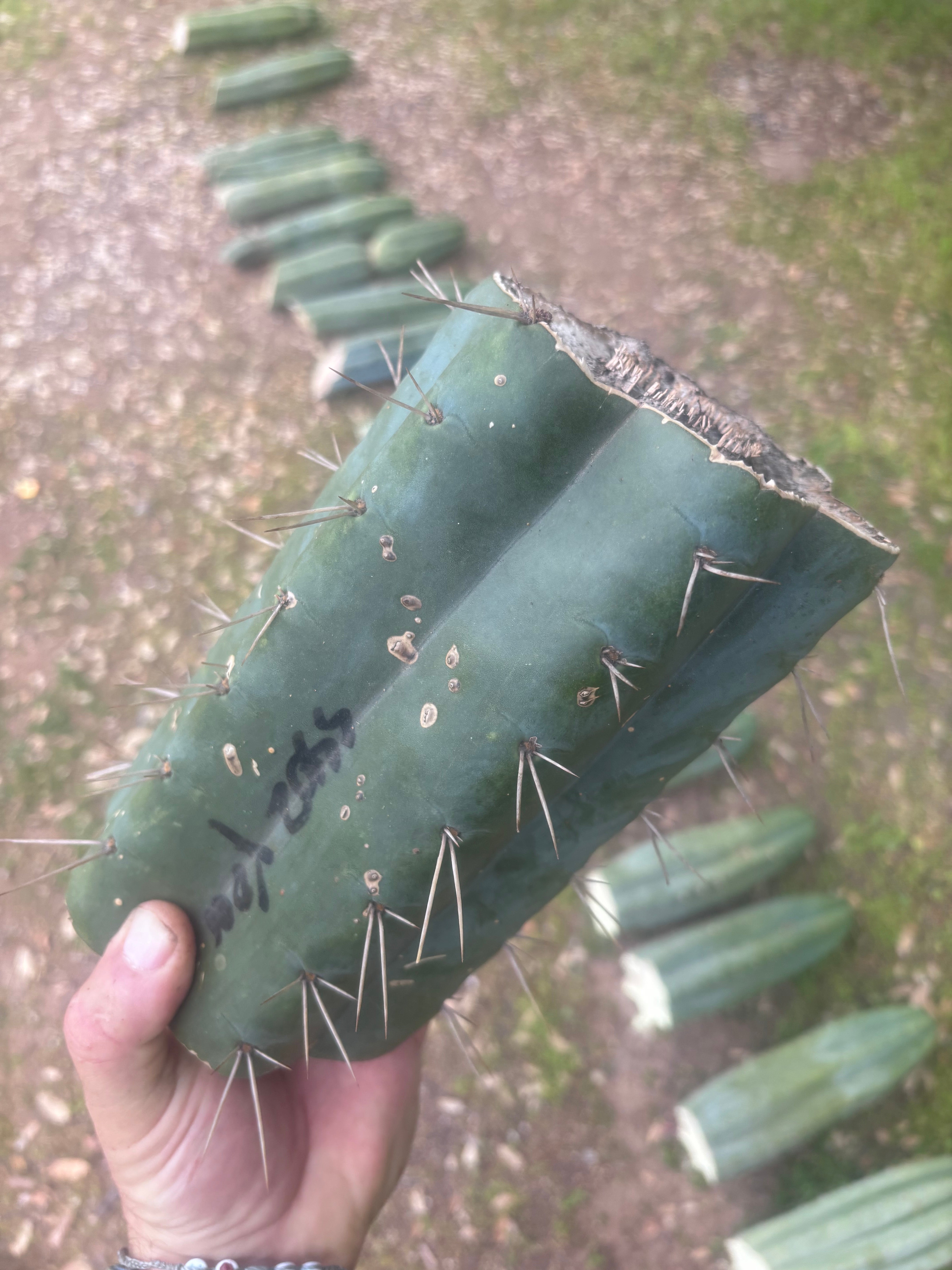 💎🌶️ SS02 x Yowie — MASSIVE 9.5” Mid