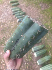 💎🌶️ SS02 x Yowie — MASSIVE 9.5” Mid