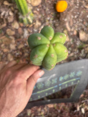 👑🌶️🌶️ KR04 — 6.5” Tip