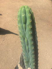 💎👑🌶️  Ashdod — XL 17” Magnum Tip